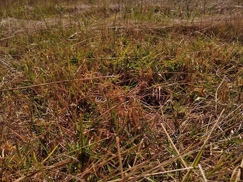 Photograph of Circular Grass Field